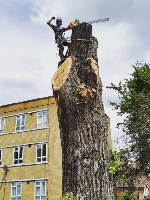 Treebadger arborist working at the top of a large tree trunk
