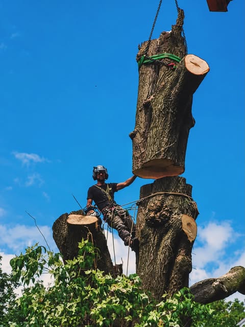 A suspended timber section being lifted above the remaining trunk