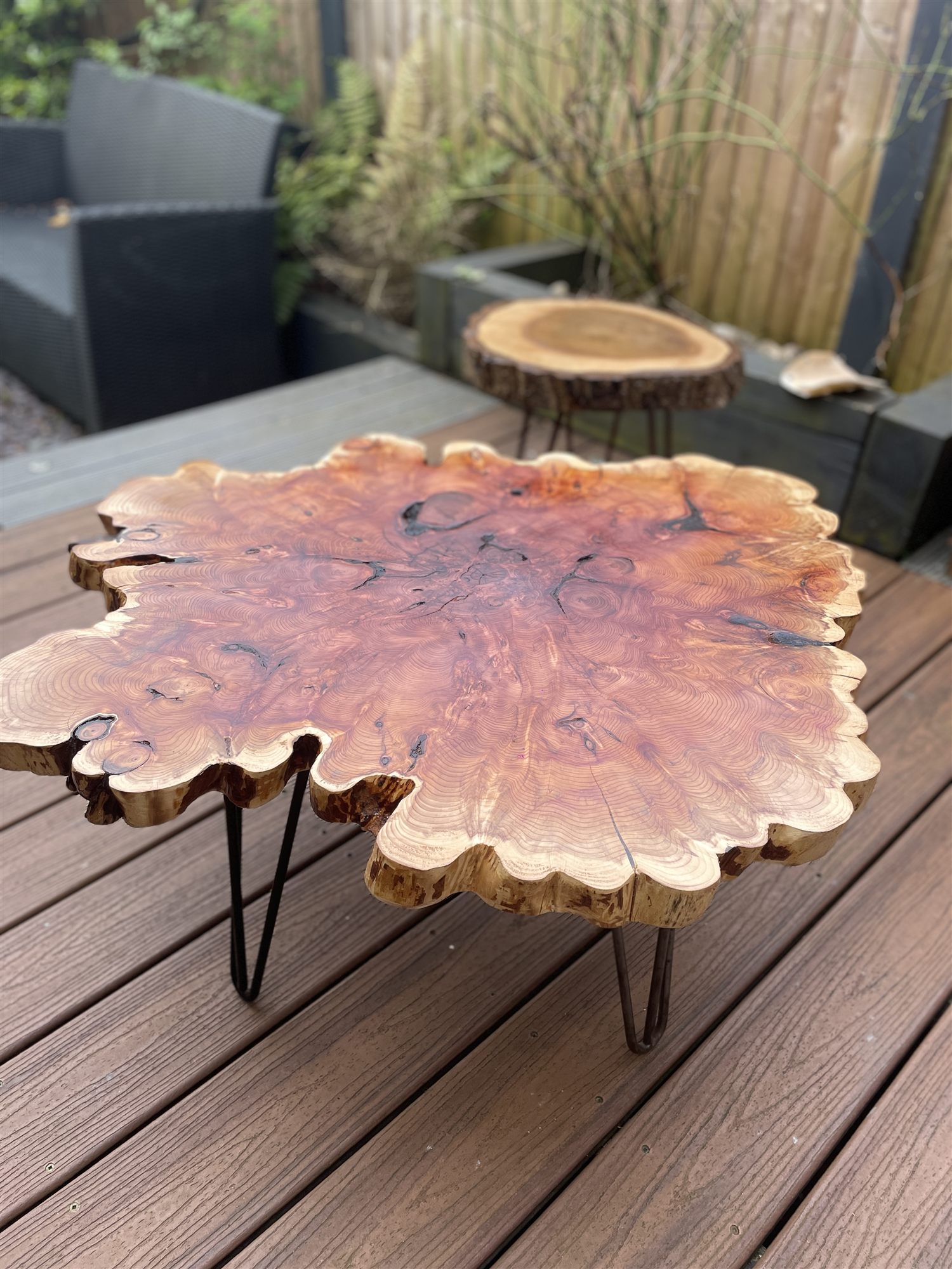 English yew slice coffee table featuring a stunning burr and CODIT, on hairpin legs