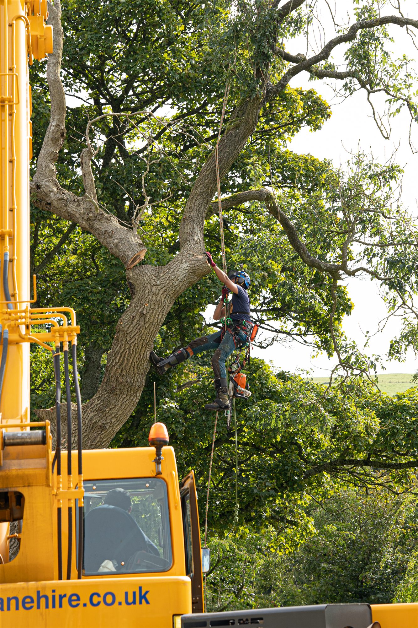 Arborist climbing a tree beside a mobile crane
