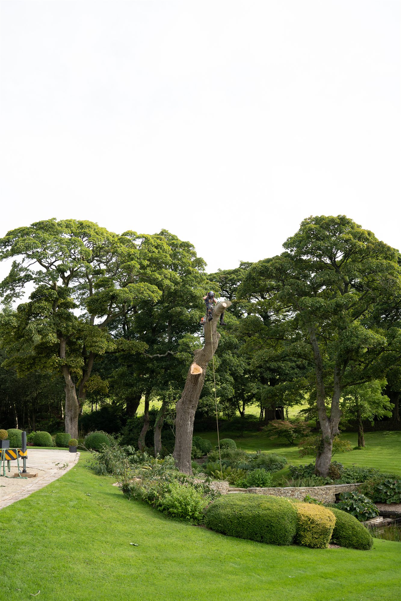Treebadger arborist working at the top of a tall tree in a landscaped garden