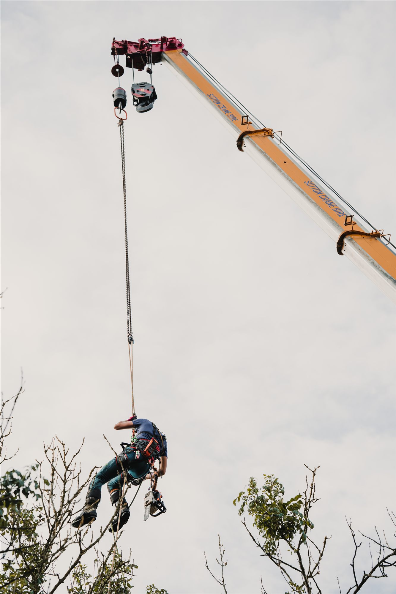 Arborist suspended from a crane hook beside a tree