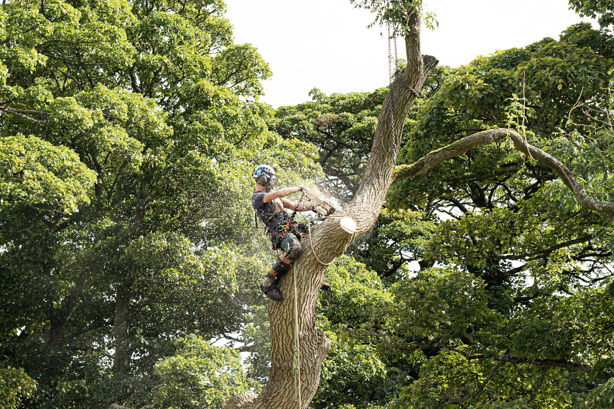 Arborist cutting into a tree trunk with a chainsaw, sawdust spraying