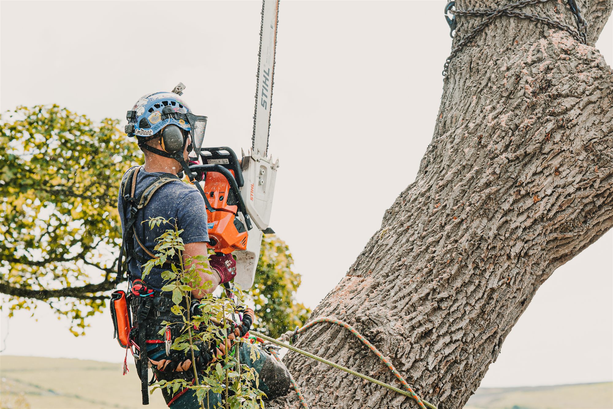 Close view of an arborist operating a chainsaw in a tree