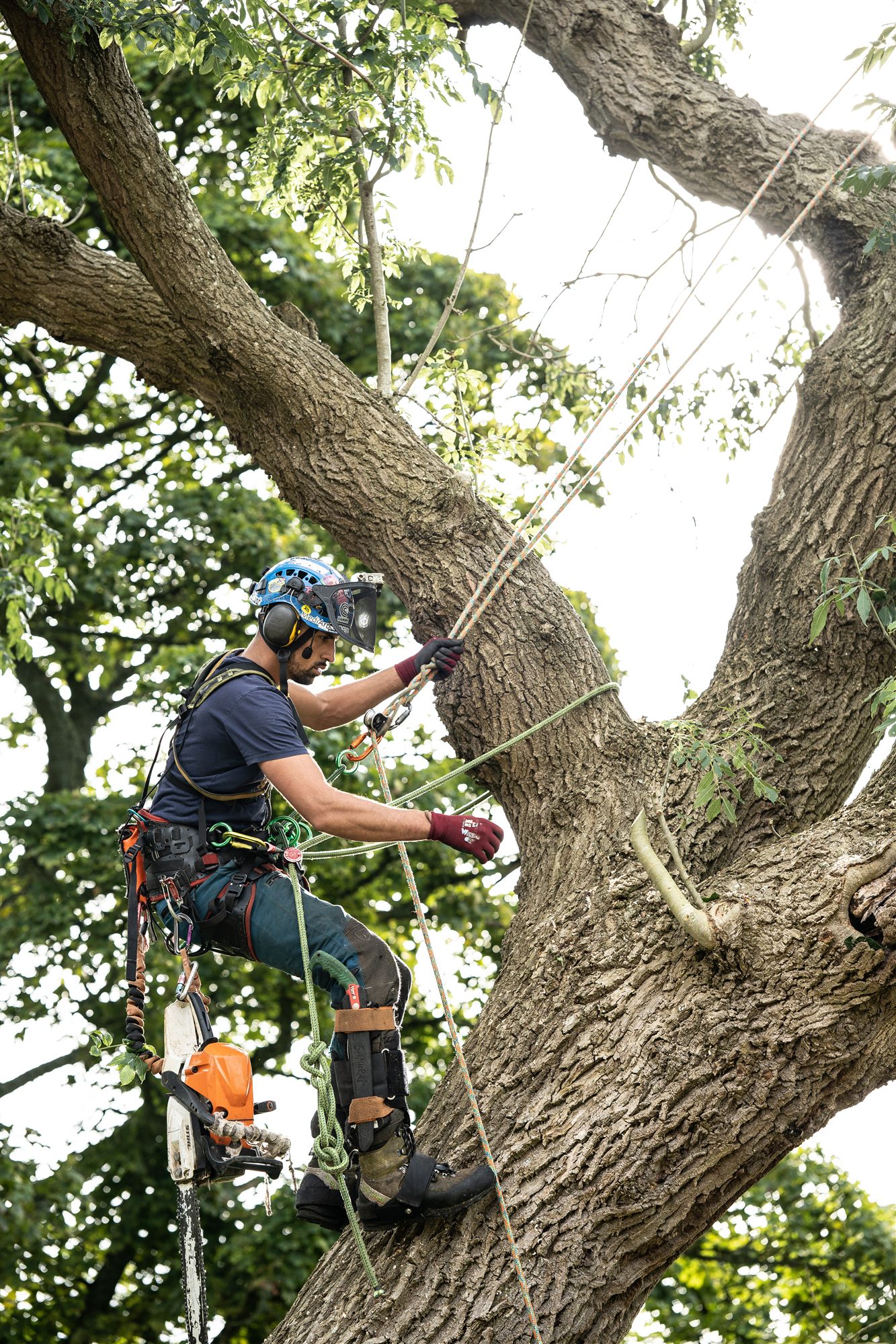 Arborist rigging ropes in the canopy of a large tree
